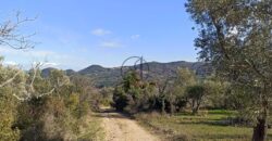 Ταξιάρχες-Πωλείται οικόπεδο με αμπέλι 763 τ.μ.