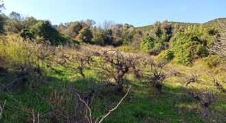 Ταξιάρχες-Πωλείται οικόπεδο με αμπέλι 763 τ.μ.