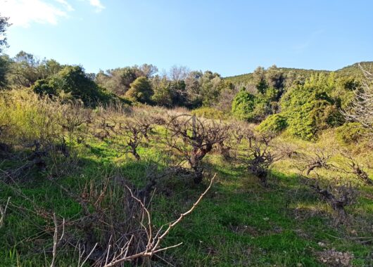 Ταξιάρχες-Πωλείται οικόπεδο με αμπέλι 763 τ.μ.