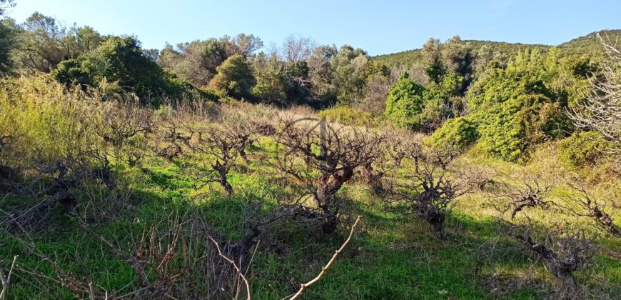 Ταξιάρχες-Πωλείται οικόπεδο με αμπέλι 763 τ.μ.