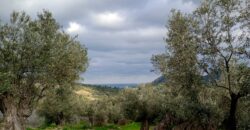 Πύργος-Πωλείται οικόπεδο 1202,54 τ.μ.