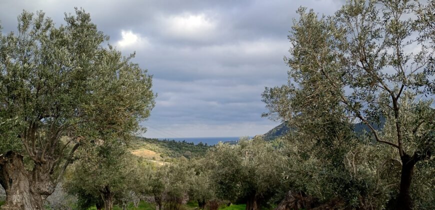 Πύργος-Πωλείται οικόπεδο 1202,54 τ.μ.